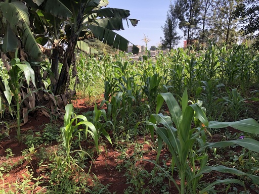 Farm
